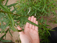 Salix schwerinii