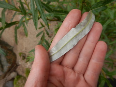 Salix schwerinii