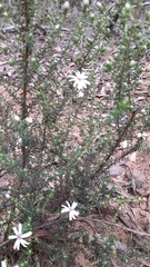 Olearia minor