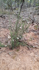 Olearia minor