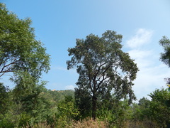 Pterocarpus santalinus