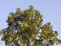Pterocarpus santalinus