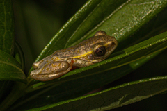 Hyperolius marmoratus