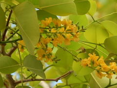 Pterocarpus santalinus