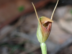Pterostylis oblonga