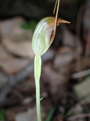 Pterostylis oblonga
