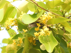 Pterocarpus santalinus