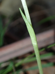 Pterostylis oblonga