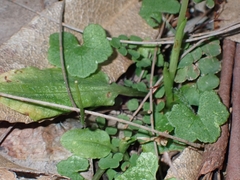 Pterostylis oblonga