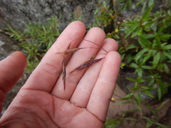 Bromus pumpellianus
