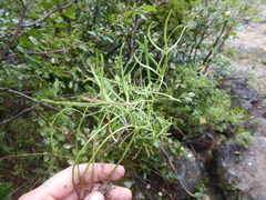 Ostericum maximowiczii maximowiczii