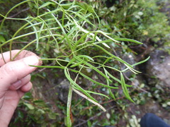 Ostericum maximowiczii maximowiczii