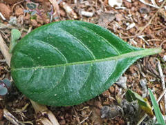 Barleria repens