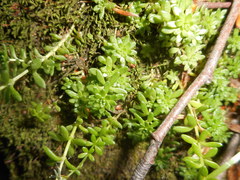 Sedum monregalense