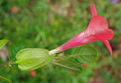 Barleria repens