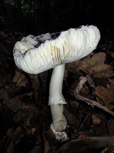 Amanita citrina var. alba image