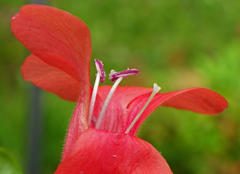 Barleria repens