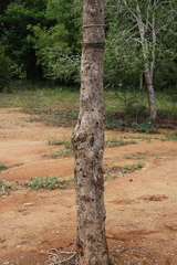 Pterocarpus marsupium