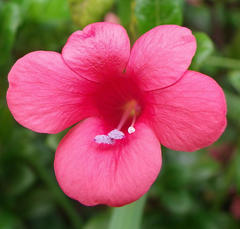Barleria repens