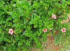 Barleria repens