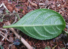 Barleria repens