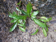 Endocellion sibiricum
