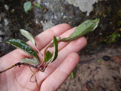 Endocellion sibiricum