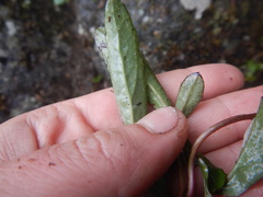 Endocellion sibiricum