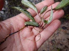 Endocellion sibiricum