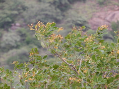 Pterocarpus marsupium