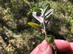 Lobelia concolor