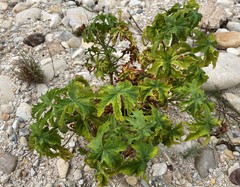 Pelargonium hispidum