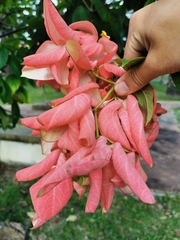Mussaenda