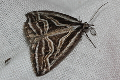 Dichromodes confluaria