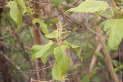 Premna latifolia