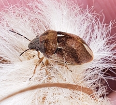 Homaemus aeneifrons