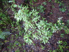 Lonicera caerulea edulis