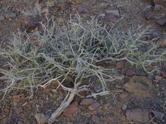 Boscia foetida foetida