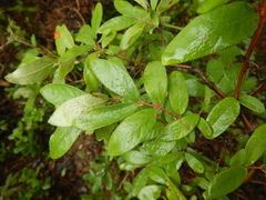 Lonicera caerulea edulis