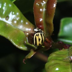 Phrynocaria gratiosa