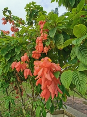 Mussaenda