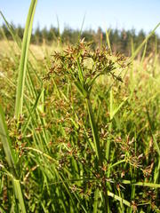 Cyperus denudatus