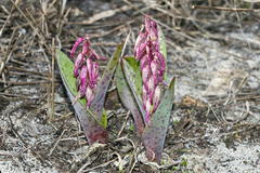 Lachenalia punctata