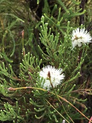 Brunia fragarioides