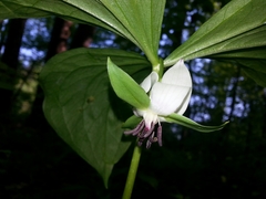 Trillium rugelii