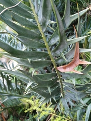 Encephalartos trispinosus