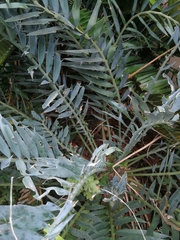 Encephalartos trispinosus