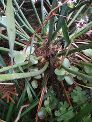 Encephalartos trispinosus