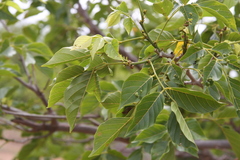 Millettia pinnata