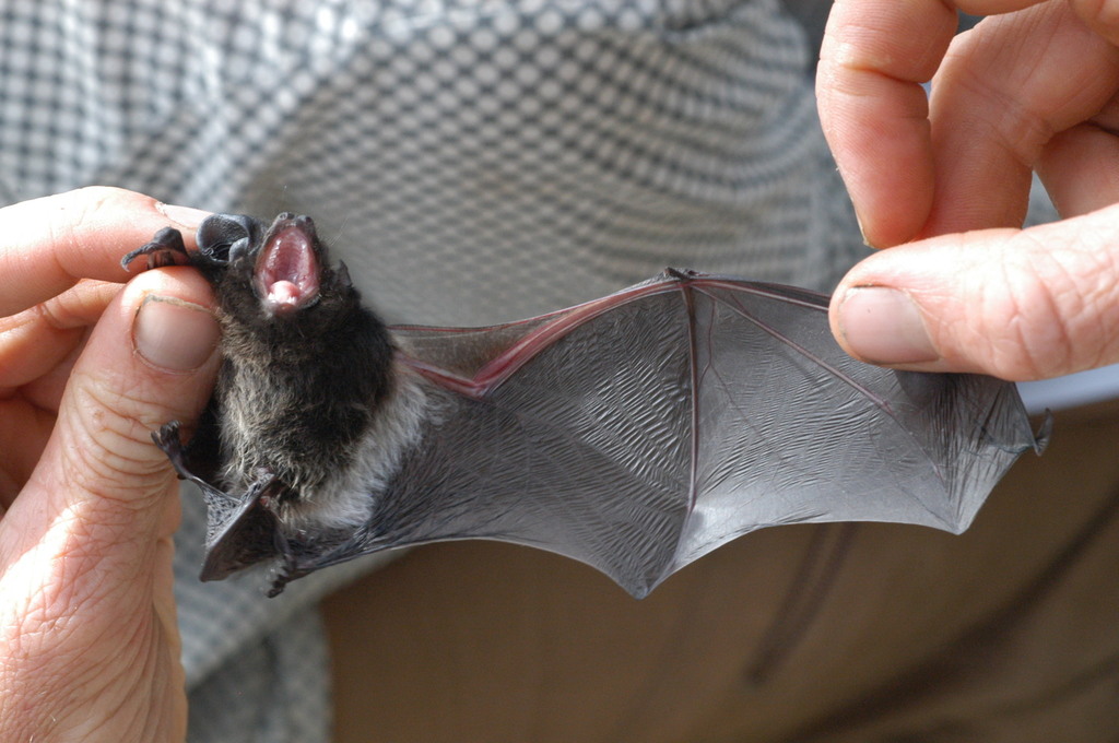 Large-Eared Pied Bat